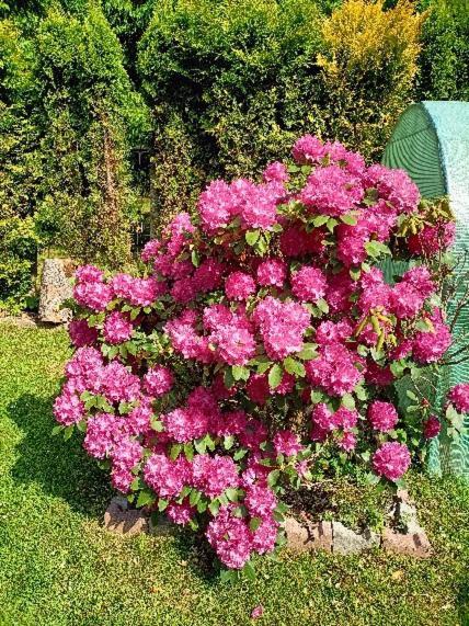 Pasja Bed & Breakfast Swieradow-Zdroj Luaran gambar
